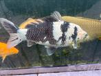 Siro utsuri te koop 40 cm, Dieren en Toebehoren, Vissen | Vijvervissen, Karper of Koi