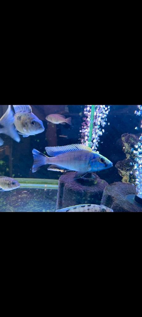 Otopharynx lithobates – Zimbawe Rock, Dieren en Toebehoren, Vissen | Aquariumvissen, Vis
