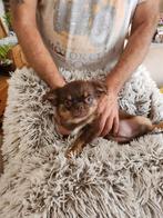 Chihuahua puppy's,raszuiver,mogen het nest verlaten,, Dieren en Toebehoren, Honden | Chihuahua's en Gezelschapshonden, België