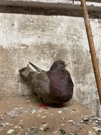 Canaria duivin, Dieren en Toebehoren, Vogels | Duiven, Vrouwelijk, Kropper