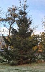 Kerstboom voor goed doel!, Ophalen, Volle zon, Overige soorten