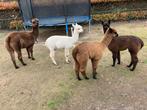 Een jong alpaca hengstje, Dieren en Toebehoren, Juli, Mannelijk
