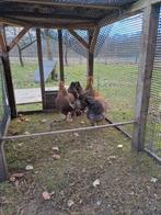 3 brahma hennen meerzomig patrijs. Okt 2025, Dieren en Toebehoren, Pluimvee, Vrouwelijk, Kip