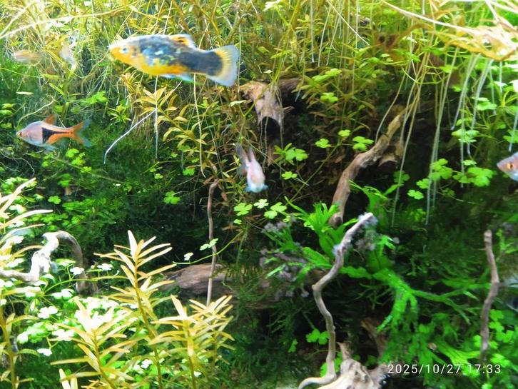Platies, laatste 3 stuks, €1,-/stuk, Dieren en Toebehoren, Vissen | Aquariumvissen, Vis