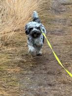 Mini Aussidoodle dekreu – beperkte beschikbaarheid, Reu, CDV (hondenziekte), Eén hond, 3 tot 5 jaar