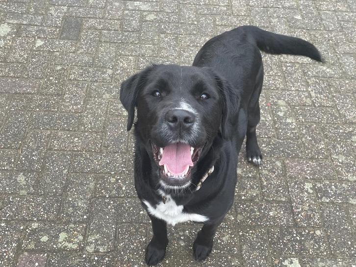 Lieve switserse x golden retriever pup, Dieren en Toebehoren, Honden | Retrievers, Spaniëls en Waterhonden, Teef, Overige rassen