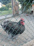 Orpington haan groot., Dieren en Toebehoren, Pluimvee, Mannelijk, Kip
