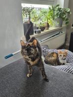 2 poezen (baasje gezocht), Dieren en Toebehoren, Katten en Kittens | Overige Katten, Poes