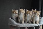 Raszuivere Britse Korthaar kittens ( Golden chinchilla), Dieren en Toebehoren, Katten en Kittens | Raskatten | Korthaar, Kater