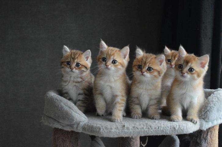 Raszuivere Britse Korthaar kittens ( Golden chinchilla), Dieren en Toebehoren, Katten en Kittens | Raskatten | Korthaar, Kater