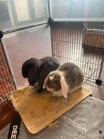 konijnen/rabbits for sales (dwerg) £100 couple, Meerdere dieren, Dwerg, Hangoor, 0 tot 2 jaar