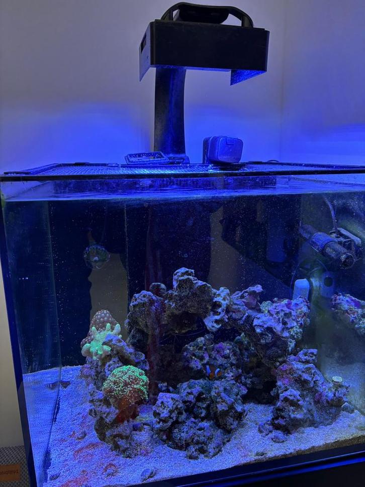 Red Sea 170, Dieren en Toebehoren, Vissen | Aquaria en Toebehoren, Gevuld zeewateraquarium, Ophalen