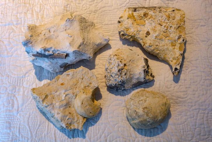 Fossielen (krijt periode, bijzondere fossielen), Verzamelen, Mineralen en Fossielen, Fossiel, Ophalen of Verzenden