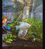 Grote Witte Maanvis a 15 a 20cm, Dieren en Toebehoren, Vissen | Aquariumvissen, Vis