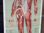 Vintage anatomische schoolplaat “Muskeln (Rückseite)” 1960, Ophalen of Verzenden, Natuur en Biologie
