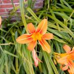 Daglelie, Hemerocallis. (vaste plant), Tuin en Terras, Overige soorten, Minder dan 100 cm, Zomer, Ophalen