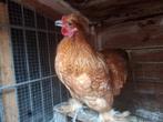 Haantjes, Dieren en Toebehoren, Pluimvee, Mannelijk, Kip