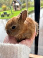 Dwergkonijntjes te koop – super lief & handtam!, Dieren en Toebehoren, Konijnen, Meerdere dieren, Dwerg
