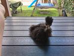 USA zijdehoender haantje, Dieren en Toebehoren, Vogels | Overige Vogels