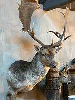 Damhert Hert hertenkop opgezet opgezette taxidermie veluwe, Verzamelen, Dierenverzamelingen, Ophalen, Nieuw, Opgezet dier