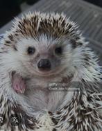 Gozocht witbuikegel man, Januari, Mannelijk