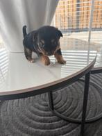 Chihuahua black and tan, Dieren en Toebehoren, Honden | Chihuahua's en Gezelschapshonden, Teef, Eén hond, Chihuahua, Nederland