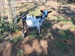 Te koop 3 super mooi getekende jonge dwerggeiten, Dieren en Toebehoren, Schapen, Geiten en Varkens, Vrouwelijk, Geit, 0 tot 2 jaar