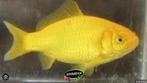 Komeetstaart Gele goudvis - 8 / 10 cm - Koidreams, Dieren en Toebehoren, Vissen | Vijvervissen, Goudvis(sen)