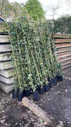 Hedera klimplant klimop 175-200 cm, Tuin en Terras, Planten | Tuinplanten, Halfschaduw, Vaste plant, Klimplanten, Ophalen