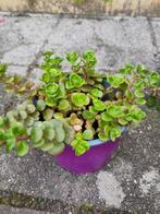 Sedum, Ophalen, Bodembedekkers, Vaste plant, Halfschaduw