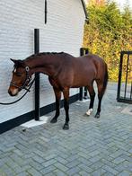 Newforest x nrps ruin pony, Dieren en Toebehoren, Ruin