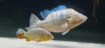 Cichla Blue Azul., Dieren en Toebehoren, Vis