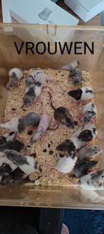 Handtamme rittens, Dieren en Toebehoren, Knaagdieren, Rat, Mei, Meerdere dieren, Tam