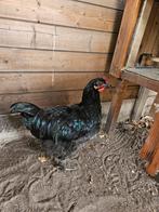 Haan zoekt baan, Dieren en Toebehoren, Mannelijk, Kip