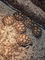 Jonge sulcata's , sporen schildpad cb25, Dieren en Toebehoren, Schildpad, 0 tot 2 jaar