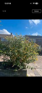 Prachtige vlinderstruik stekjes Buddleja weyeriana Sungold, Overige soorten, 100 tot 250 cm, Zomer, Ophalen