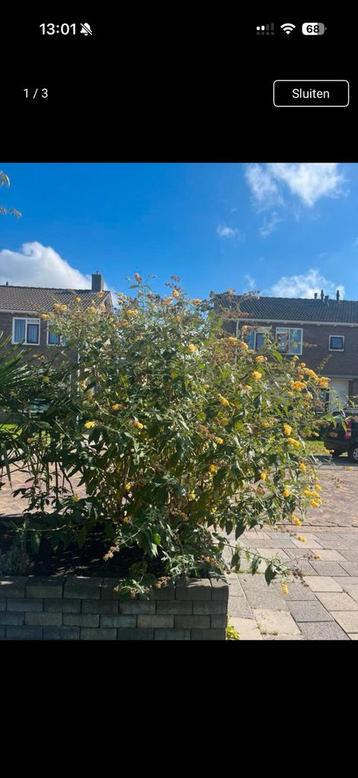 Prachtige vlinderstruik stekjes Buddleja weyeriana Sungold beschikbaar voor biedingen
