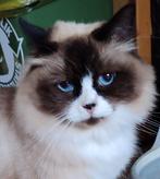 Siberische neva masquerade katers incl stamboom, gecastreerd, Kater, Gechipt