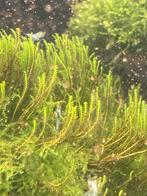 Fissidens zippelianus, Ophalen of Verzenden, Nieuw, Plant(en), Steen of Hout