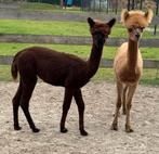 Alpaca hengstjes, Dieren en Toebehoren, Juni, Mannelijk