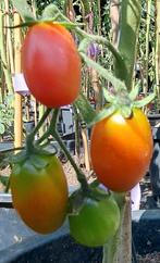 Zaden tomaat mainowy kapturek, Tuin en Terras, Bloembollen en Zaden, Verzenden, Volle zon