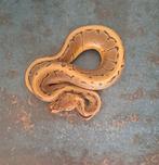 0.3 Pinstripe yb.66% dh desertghost pied, Dieren en Toebehoren, Reptielen en Amfibieën, Slang
