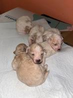 Maltipoo puppy’s NU beschikbaar – laatste nestje, Dieren en Toebehoren, Maltezer, Particulier, 8 tot 15 weken, Buitenland