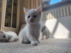Unieke kittens, Dieren en Toebehoren, Katten en Kittens | Overige Katten, Meerdere dieren, Kortharig, 0 tot 2 jaar