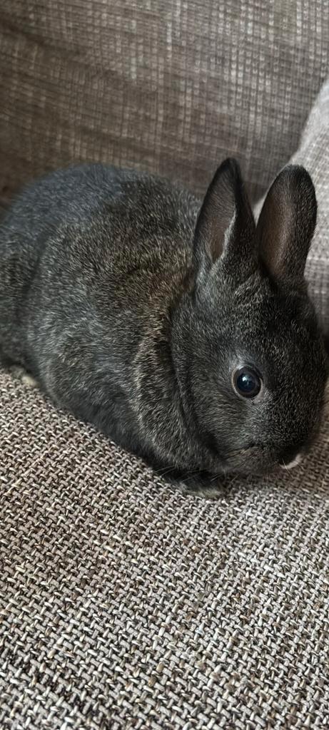 Baby konijnen, Dieren en Toebehoren, Konijnen, Mannelijk