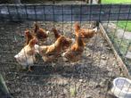 Mooie bruine legkippen, Dieren en Toebehoren, Pluimvee, Vrouwelijk, Kip