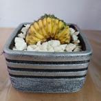 Trichocereus Pachanoi Cristata - Lime in Pot, Ophalen