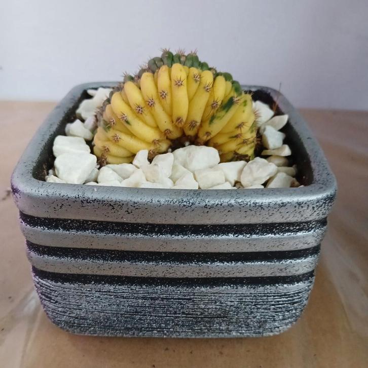 Trichocereus Pachanoi Cristata - Lime in Pot, Huis en Inrichting, Kamerplanten, Ophalen