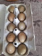 Te koop  bosfazant broed eieren, Overige soorten, Geslacht onbekend