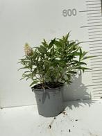 Mini Vlinderstruik Wit – Frisse Bloemen & Vlinders!, Tuin en Terras, Planten | Tuinplanten, Volle zon, Vaste plant, Zomer, Ophalen